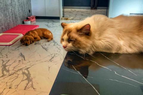 David - 貓狗共處