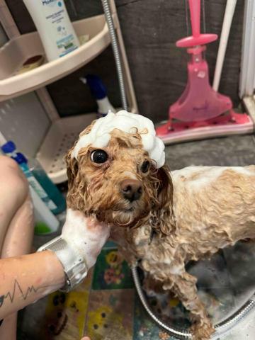 cheepcheep_pet -  cheepcheep_pet -