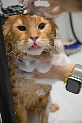 cheepcheep_pet -  cheepcheep_pet -