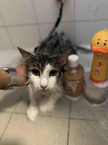 cheepcheep_pet -  cheepcheep_pet -