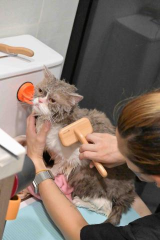 cheepcheep_pet -  cheepcheep_pet -