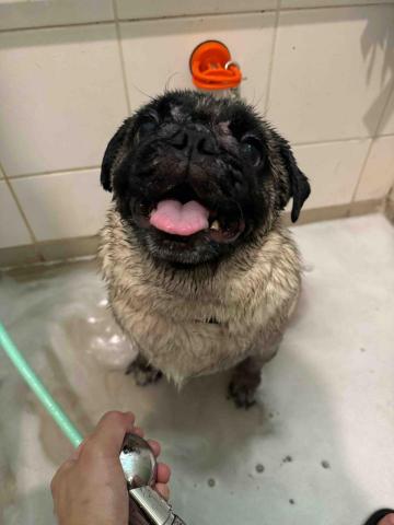 cheepcheep_pet -  cheepcheep_pet -