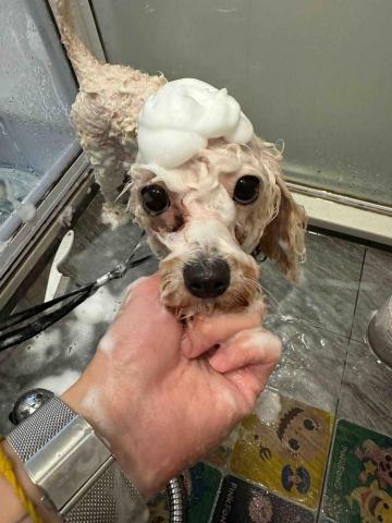 cheepcheep_pet -  cheepcheep_pet -