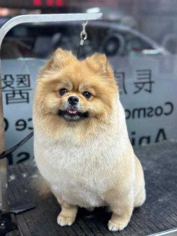 Jade.ying.pet.shelf - 