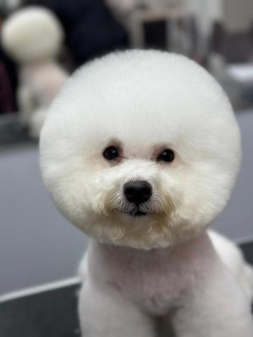 Jade.ying.pet.shelf - 