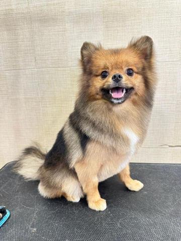 Jade.ying.pet.shelf - 