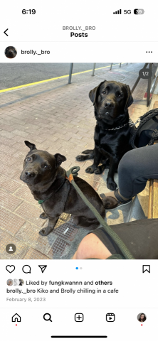 ashley Marvin - 寵物寄宿 狗狗嚟咗我屋企住咗半年了?