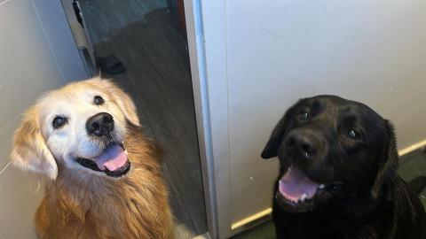 ashley Marvin - 金毛寶寶寄宿