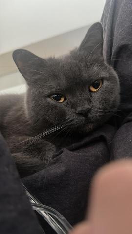 ashley Marvin - 家中的貓貓波仔