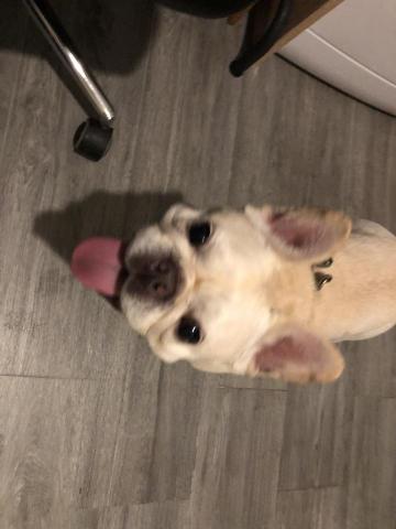 ashley Marvin - 小魔鬼法虎 寵物住宿