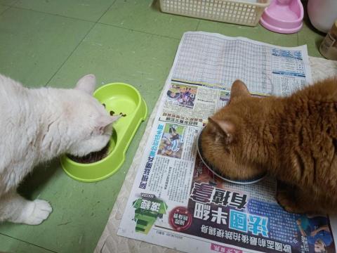 Yan Yoey - 上門餵食+基本清潔