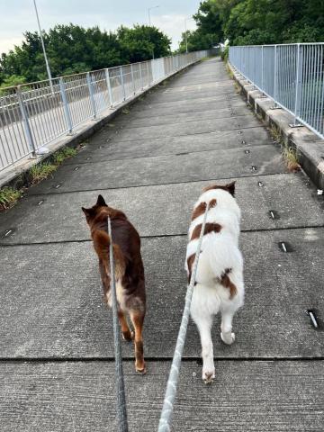 Yan Yoey - 平時照顧唐狗size:25-30kg