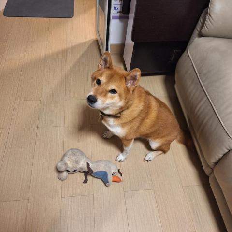 香港遛狗專員Ceci^^ -  香港遛狗專員Ceci^^ -