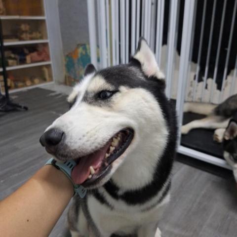 香港遛狗專員Ceci^^ -  香港遛狗專員Ceci^^ -