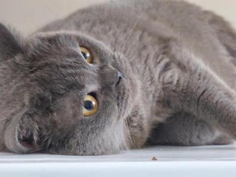 TT Tang - 家中貓貓