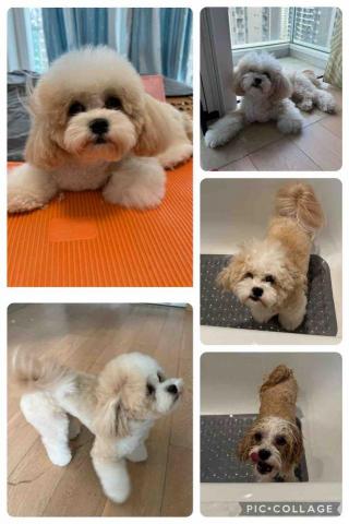 Wing - 奶茶 （拉蕯加北京犬）好乖乖
美容服務： 剷身留頭尾手腳