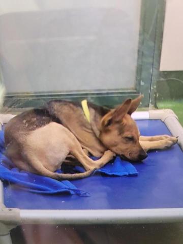 Lexia Lo - Puppy + Quiet Dog Re-Education & Schooling (K-9 Commando Training）