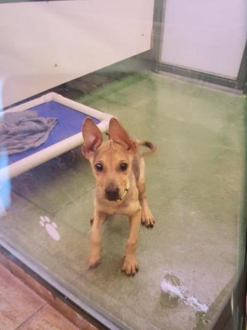 Lexia Lo - Attention Puppy! 小心! 狗仔！Discipline × Guidance