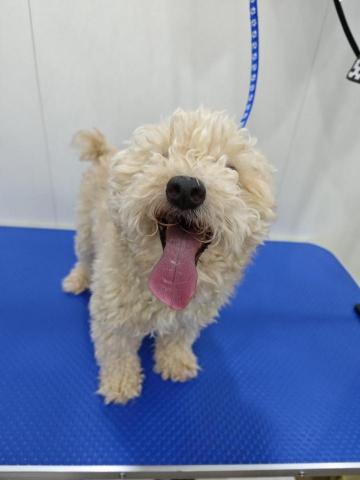 Waku pet house - before