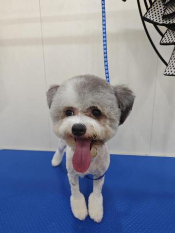 Waku pet house - after trimming