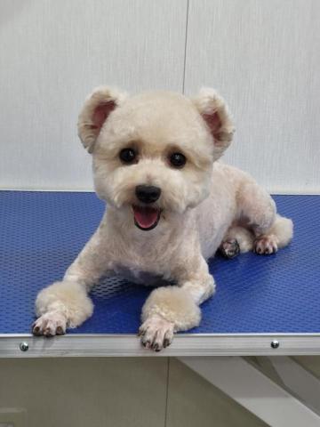 Waku pet house - trimming&spa after