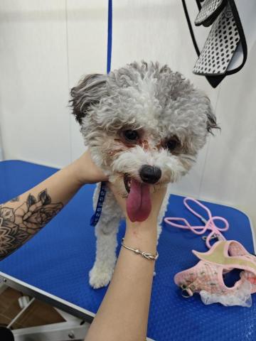 Waku pet house - before trimming 