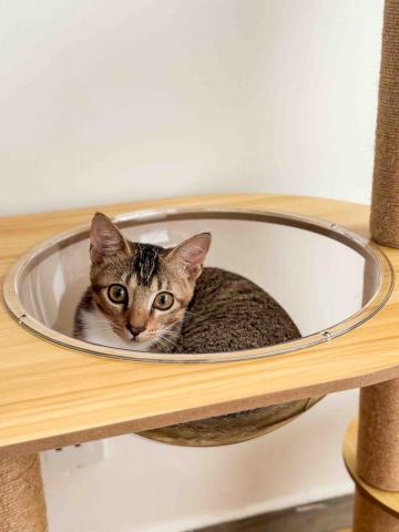 Mandy - 寵物寄宿 Mandy - 寵物寄宿