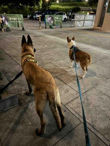 Mandy - 上門寵物保母~散步 Mandy - 上門寵物保母~散步