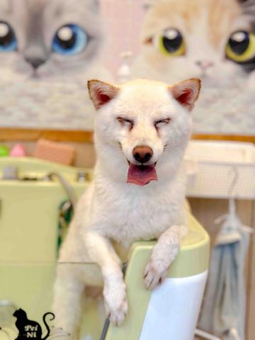 Mandy - 寵物美容~沖涼 Mandy - 寵物美容~沖涼