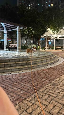 Mandy - 寵物訓練~recall 召回 Mandy - 寵物訓練~recall 召回