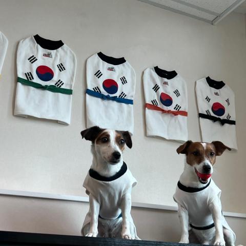 香港狗校園 HK Dog School
