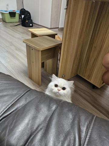 Love pets family - 等緊開罐罐?