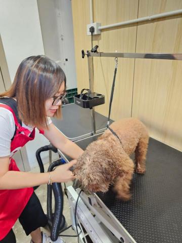 Love pets family - 吹毛毛