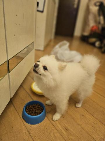 Love pets family - 今日服侍主角叫波波