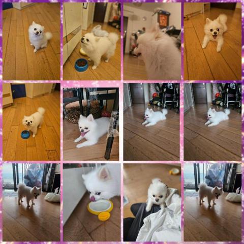 Love pets family - 一連4日寵物上門寵物保姆工作