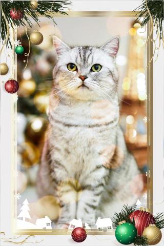 Ken ho - 寵物攝影