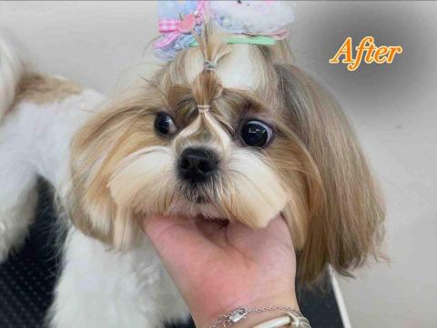 留下喵步 -  留下喵步 -