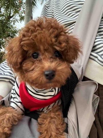 留下喵步 - Before 留下喵步 - Before