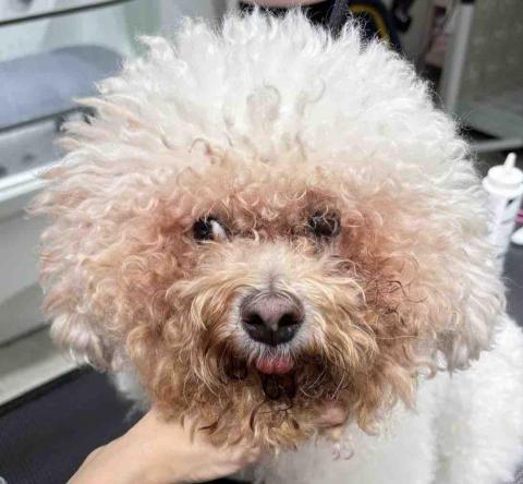 留下喵步 - Before 留下喵步 - Before