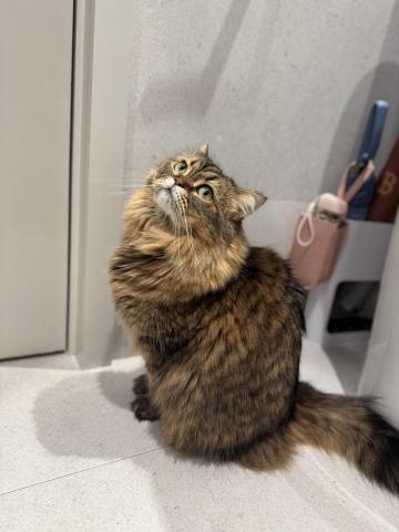 Purffet Hong Kong - 金吉拉貓貓做完全套洗護(⁎⁍̴̛ᴗ⁍̴̛⁎)

金吉拉喺行內面出晒名啲毛打cake, 然後這品種因為啲毛好cake, 所以大部份都係唔鍾意梳毛。
一開始見佢嘅時候，貓貓背脊有皮屑，需做完去油後一個月再做一次，過程中需給貓貓吃魚油。
主人購買套票每星期上門一次做簡易護理，三個月沖涼一次。
