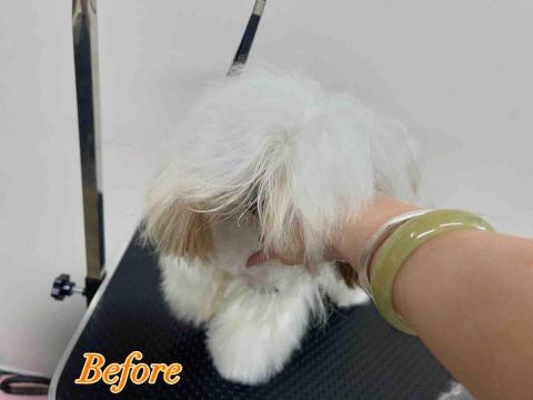 留下喵步 -  留下喵步 -