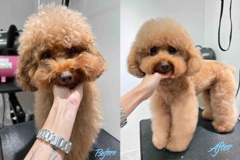 Debby.petgrooming_petsitter.hk - 貴婦.沖涼+半手剪 Debby.petgrooming_petsitter.hk - 貴婦.沖涼+半手剪