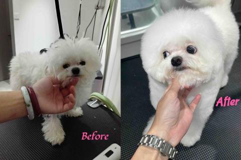 Debby.petgrooming_petsitter.hk - 比熊bb.沖涼+全手剪 Debby.petgrooming_petsitter.hk - 比熊bb.沖涼+全手剪