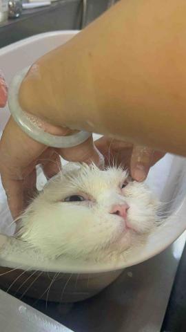 留下喵步 -  留下喵步 -