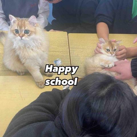 留下喵步 -  留下喵步 -