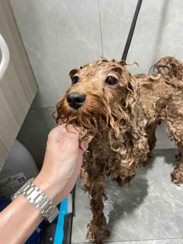 Debby.petgrooming_petsitter.hk - 沖涼 Debby.petgrooming_petsitter.hk - 沖涼