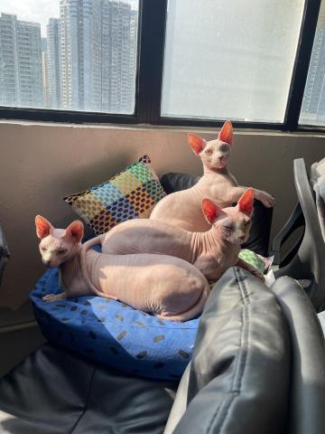 cats_me_five 寵物保姆 - 照顧朋友公司的無毛貓?
所有基本服務已包括
清潔後喜歡囇太陽?