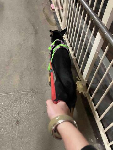 留下喵步 - Walk the dog 留下喵步 - Walk the dog