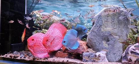 優美園藝，水族工程保護 - 