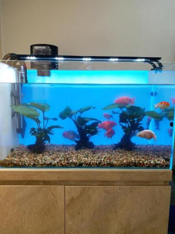 優美園藝，水族工程保護 - 